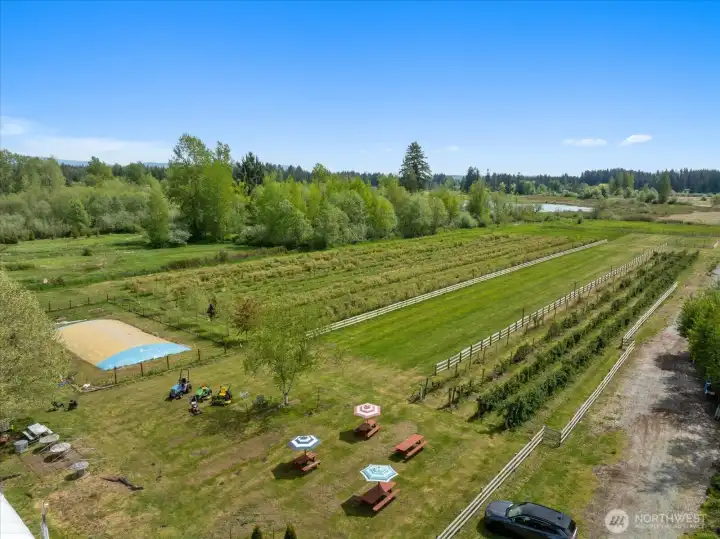 Perfect view of the rows of mid to late summer blueberries & several rows of thornless blackberries.  Center row can host movies at the farm, dinner in the field, reunions or plant more berries.