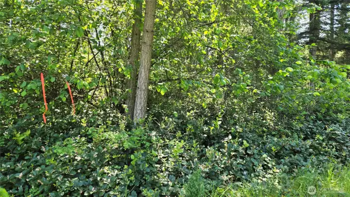 Estimated East line on the Southern portion of the property. Estimated East line on the Southern portion of the property.