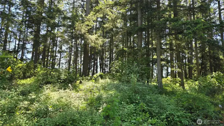 market-able timber. market-able timber.