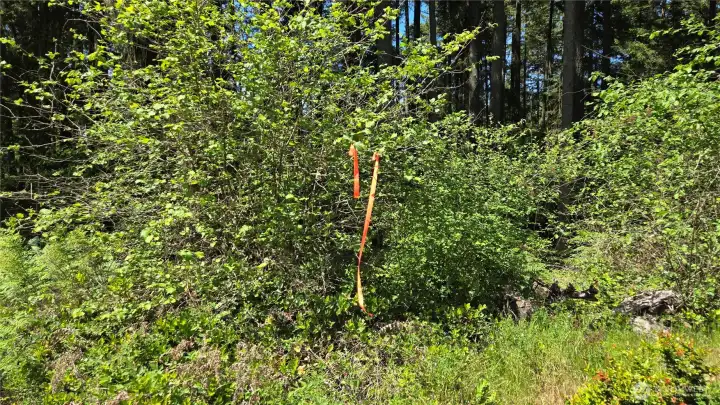 Estimated East property line flagged, northern portion. Estimated East property line flagged, northern portion.
