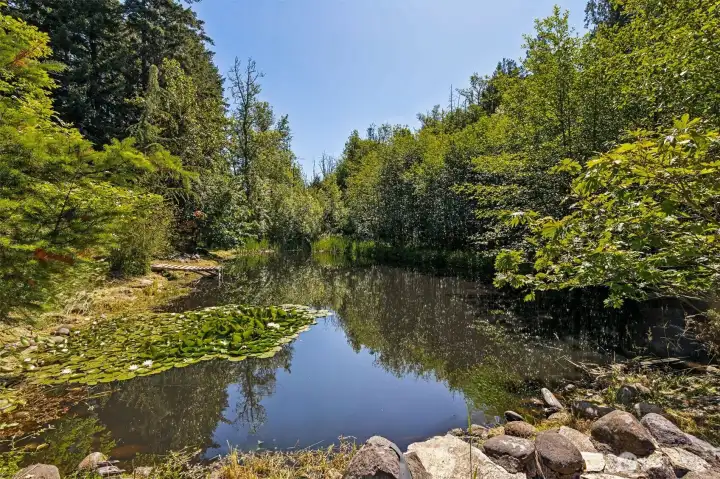 Fish filled pond Fish filled pond