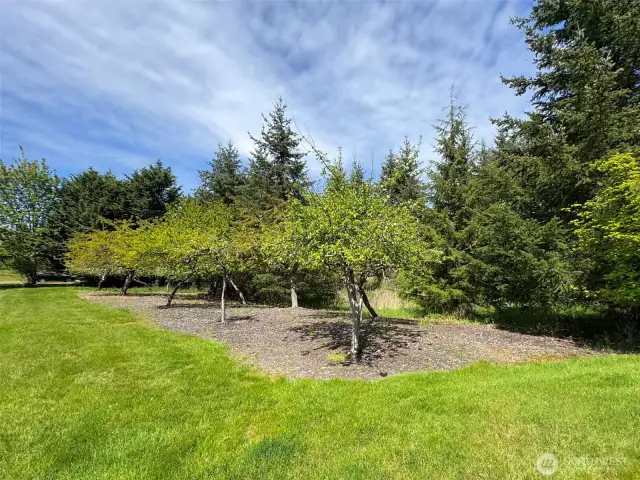 Orchard