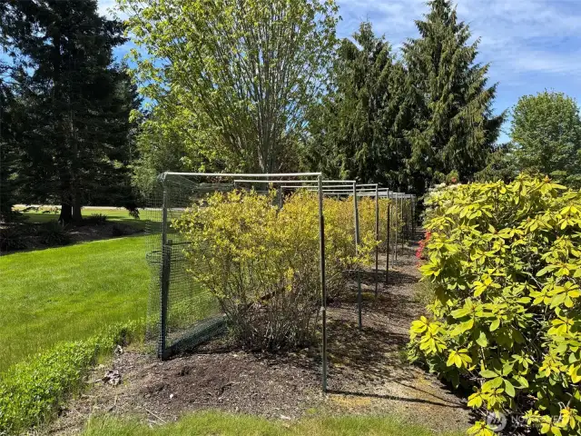 Blueberry Bushes