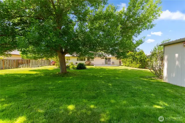 Big ash tree offers cool shade
