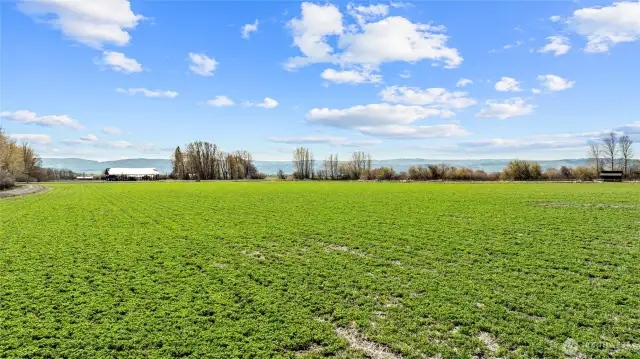 alfalfa field