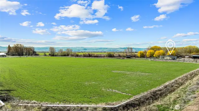 alfalfa field