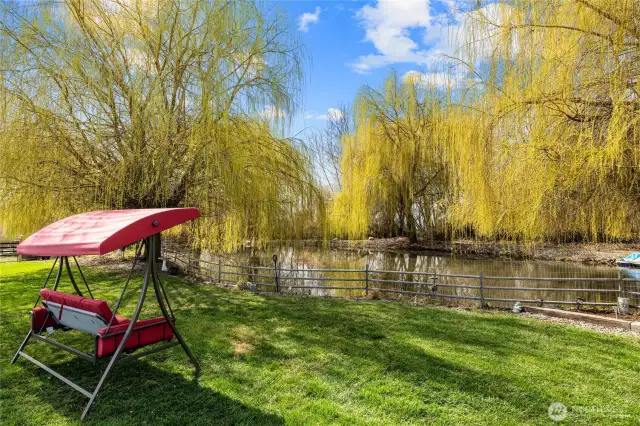 pond and willows