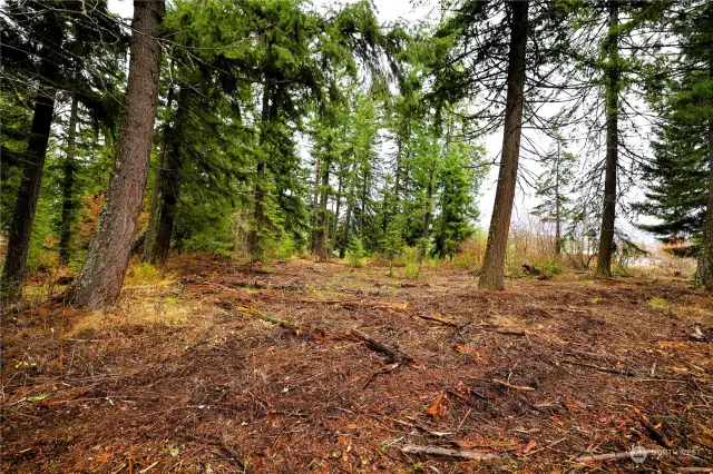 Underbrush freshly mowed