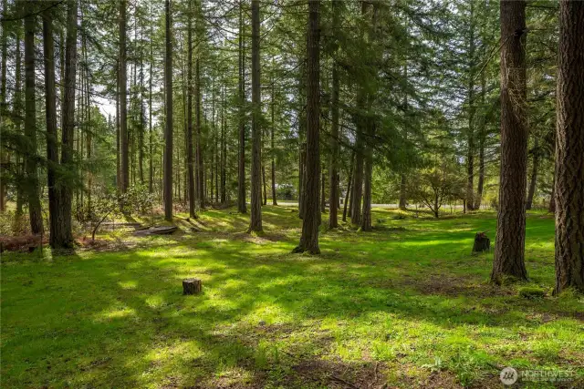 Your own forest