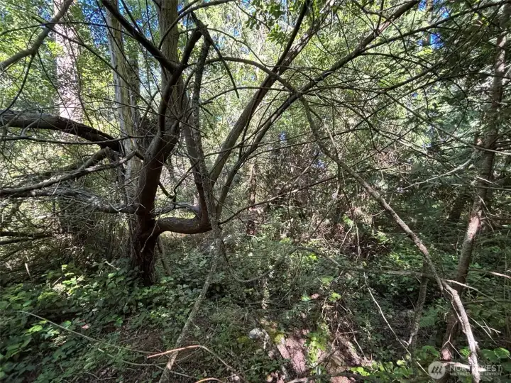 Lightly treed