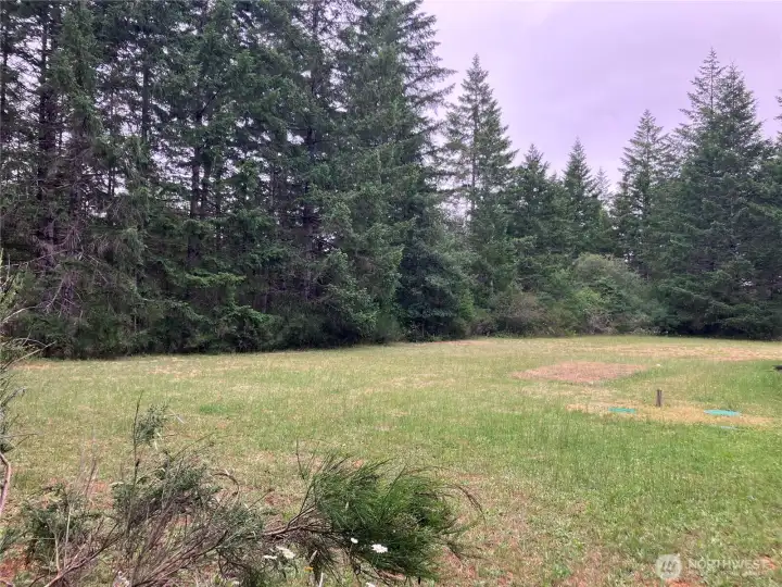 backyard backyard