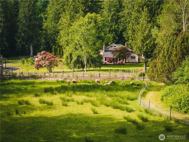 Plenty of room for livestock. Sellers open to sheep going with the property.