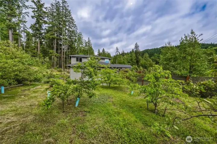 A closer look at the mini-orchard.