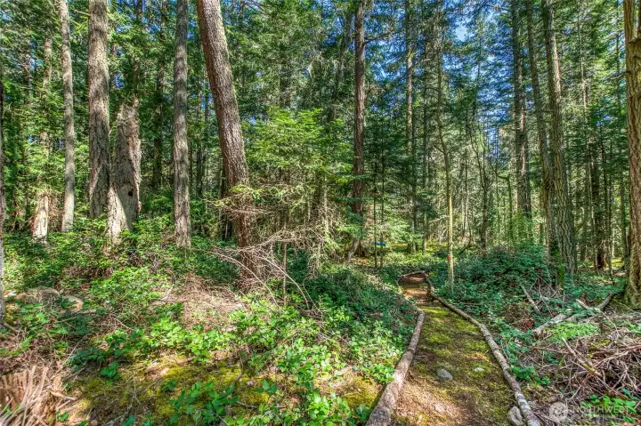 Path to cabin