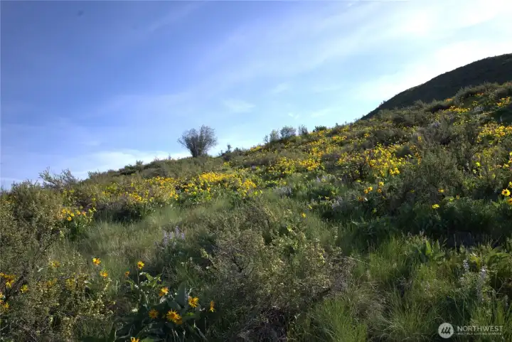 Covered in balsamroot sunflowers in the spring! Covered in balsamroot sunflowers in the spring!