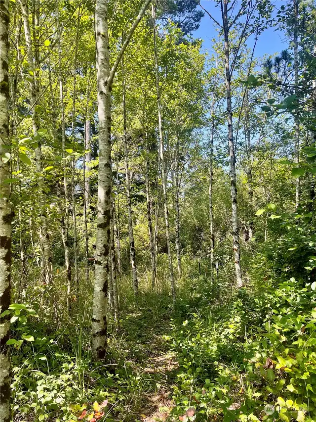 lots of beautiful trees and trails on this property