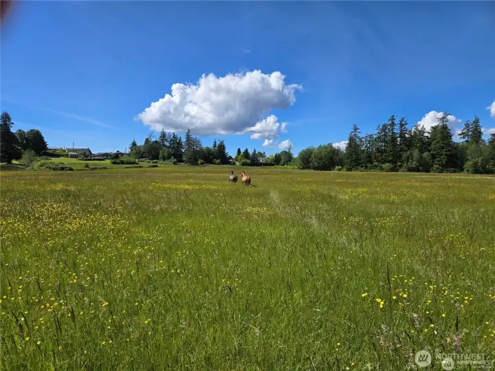 Beautiful acreage