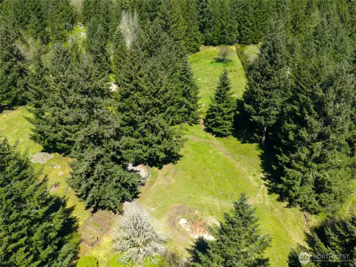 Lush treed pasture area