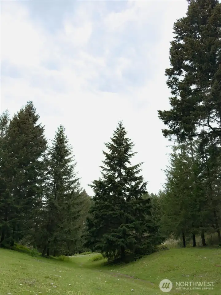 Gentle Rolling Pasture