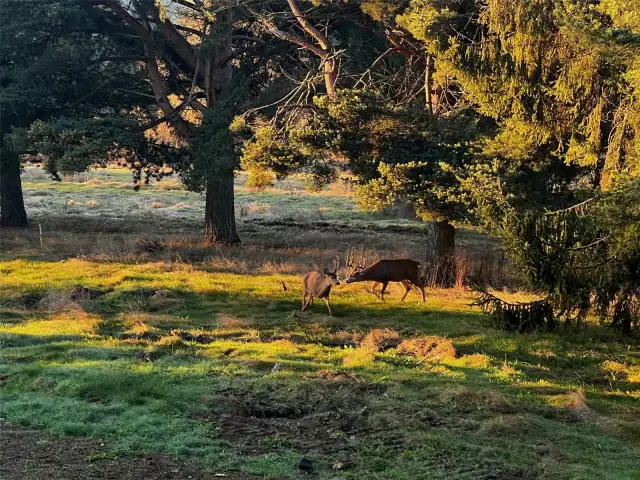 Our local deer are so captivating to watch!