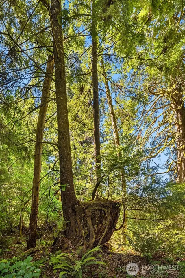 Nurse tree on the property.