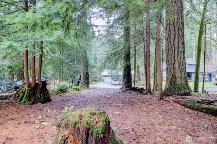 Wooded corner lot with natural landscaping.