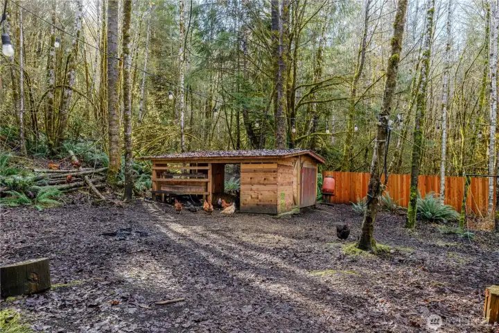 Free-range Chicken Pen