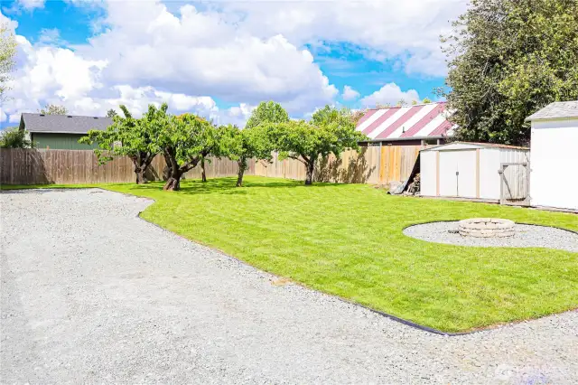 Backyard orchard with two pear trees, two cherry trees, and a plum tree- a fuit lover's delight.
