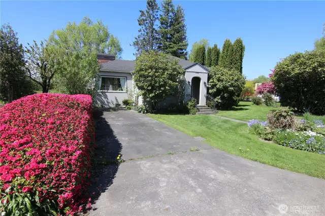 Classy flowery hedge forms a boundary to provide a very nice setting for this 1951 classic mid Century Modern home