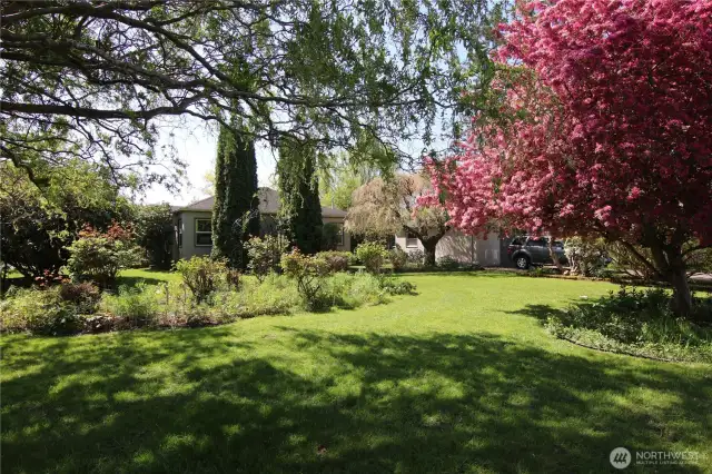 Big Willow tree in the corner