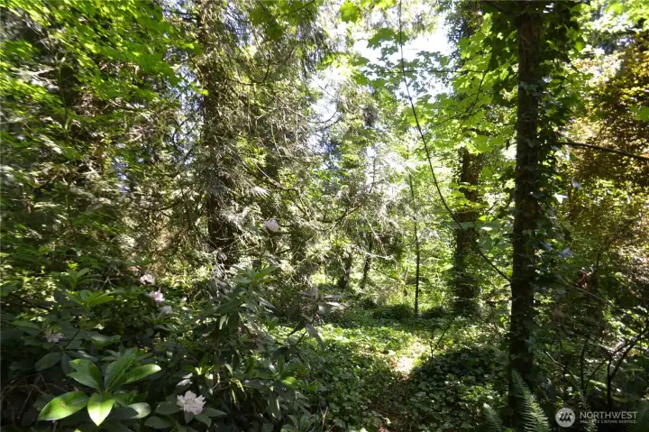 A view of the forest