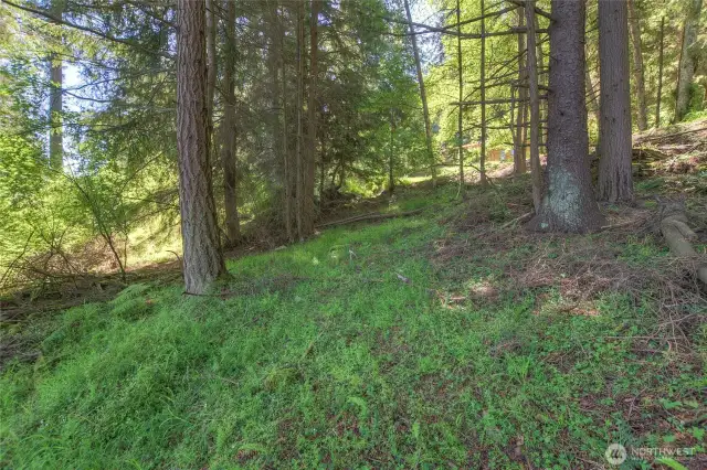 Approved septic drainfield on east part of property.