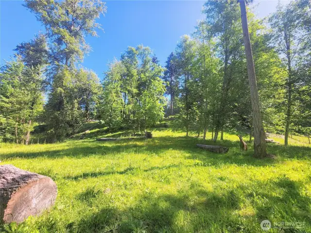 Pasture view.