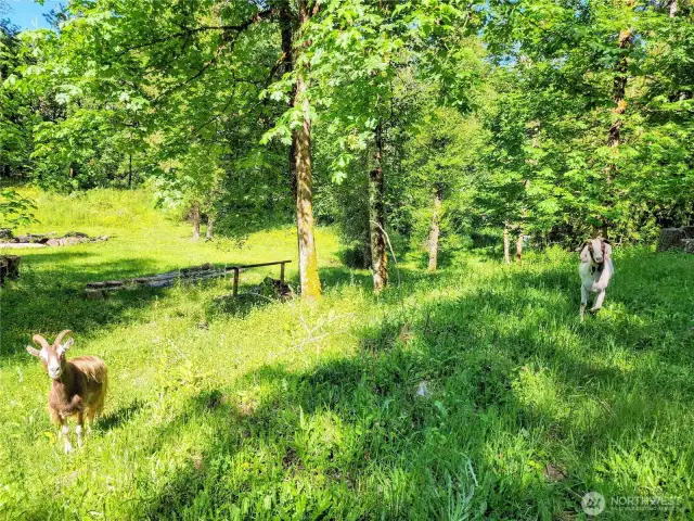 Friendly goats are happy to give you the pasture tour!