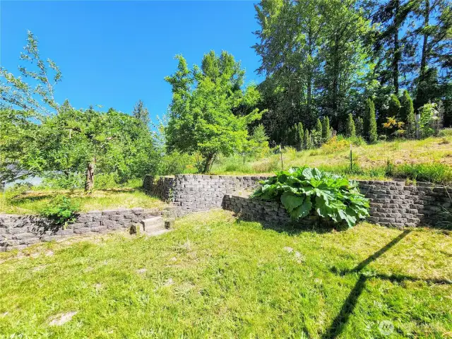 Garden area with fruit trees and the largest rhubarb plant in the area!