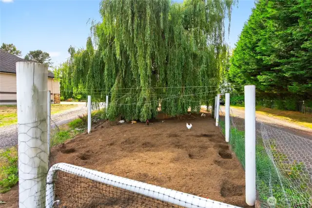 Chicken Coop Under the Willow Tree