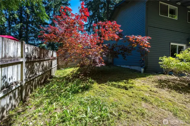 Mature Maple Tree