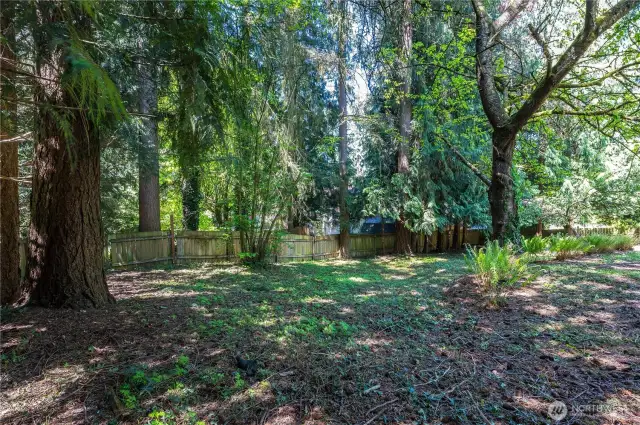 Backyard Mature Landscaping
