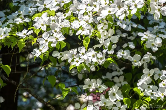 Dogwood tree in full bloom.