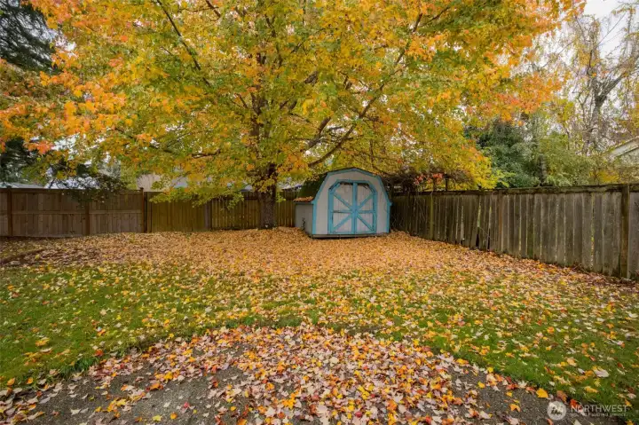 Backyard with Shed