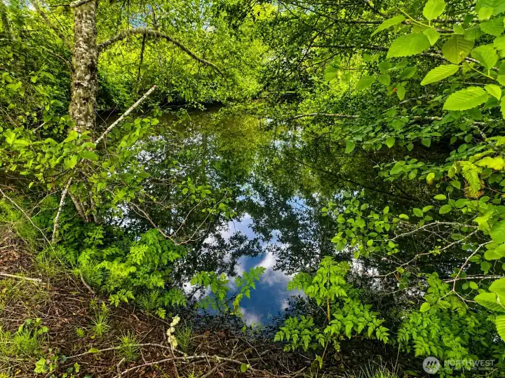 Pond Pond