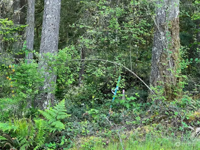One of the suvey markers amongst the large trees