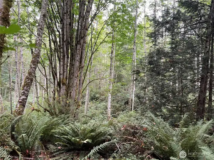 Younger alder forest - easy to clear for your future homesite in the woods.