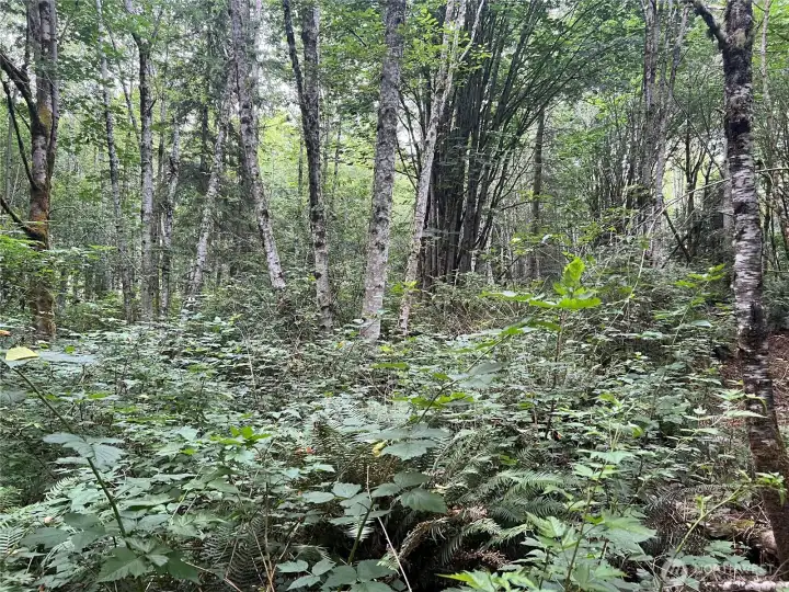 Nice level homesite area  in the SW corner of the site.
