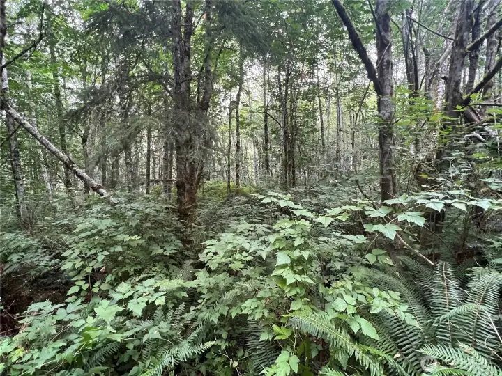 Easily cleared secluded home site. Room for your home, outbuildings and animal friends.