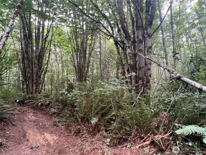 Small alder and maple trees that are easily removed to open a peaceful home setting.