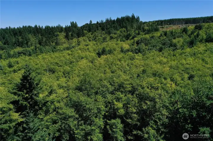 Aerial of parcel with the tall cedars at left. Alder forest mid photo. Top right shows cleared area with Kitsap County park at far top right.