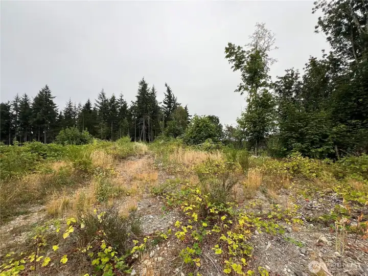 View to the N from the ridgetop.
