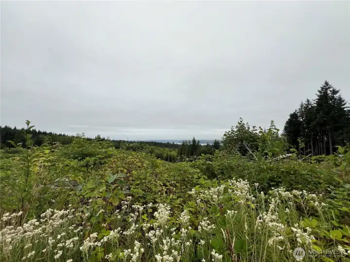 View to the W from the ridgetop on a cloudy day. Normally you would see the Olympic Mtns.