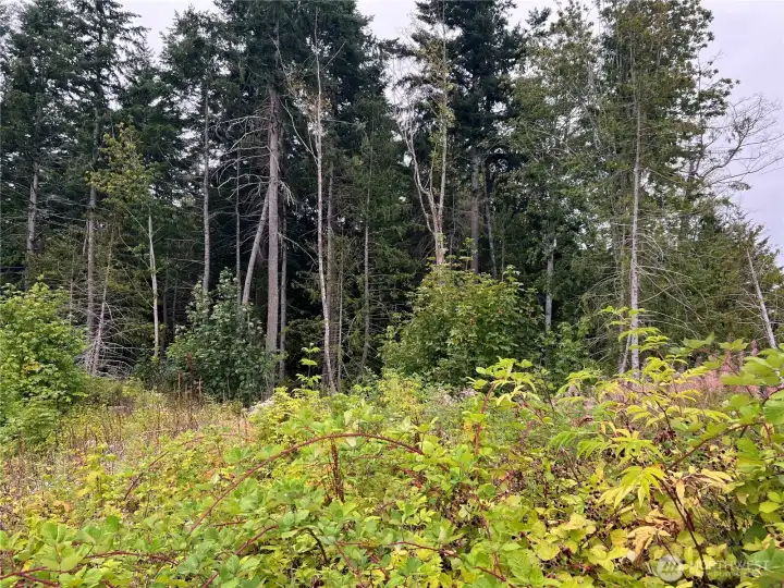 100' from the N Property line at the ridgetop.